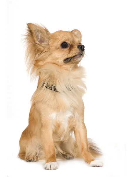 Chihuahua (1 yıl) — Stok fotoğraf