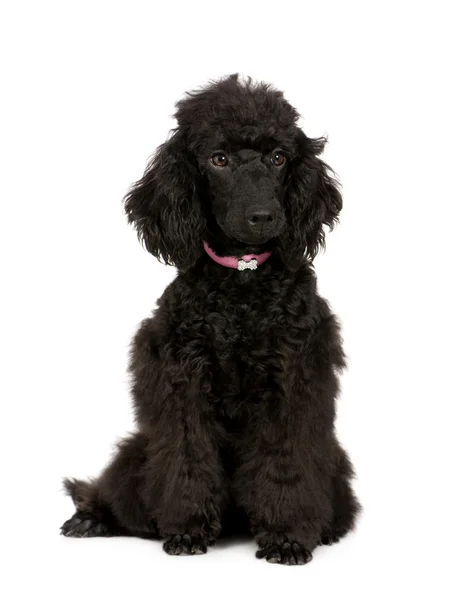Poodle (6 months) — Stock Photo, Image
