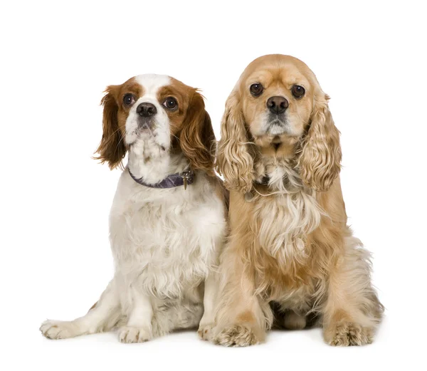 Cocker Spaniel (4 years) and a Cavalier King Charles Spaniel (4 — Stock Photo, Image