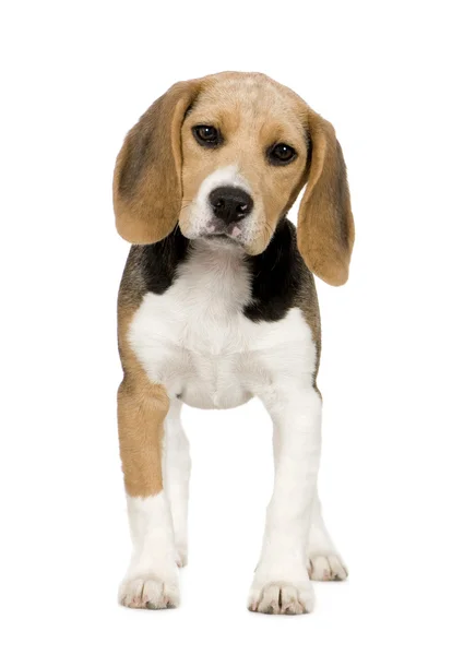 Beagle (3 meses ) — Fotografia de Stock