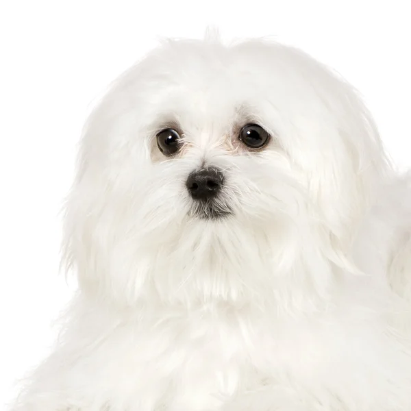 Máltai kutya (7 hónap) — Stock Fotó
