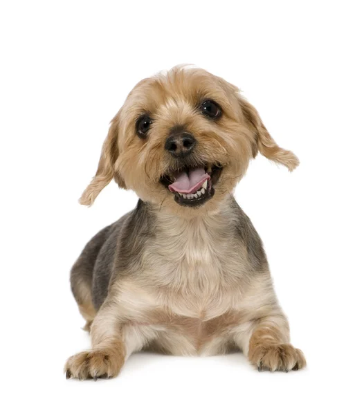 Yorkshire Terrier (10 jaar) — Stockfoto