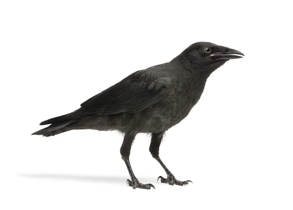 Junge Aaskrähe - Corvus corone (3 Monate)) — Stockfoto