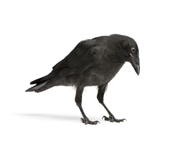 年轻吃腐肉的乌鸦-乌鸦 (3 个月) — 图库照片