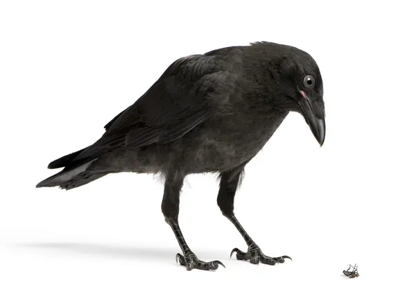 Carrion Crow jovem Olhando para baixo em uma mosca morta — Fotografia de Stock