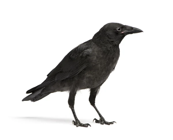 Junge Aaskrähe - Corvus corone (3 Monate)) — Stockfoto