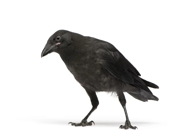 Ворона молодими чорна - Corvus Короне (3-х місяців) — стокове фото