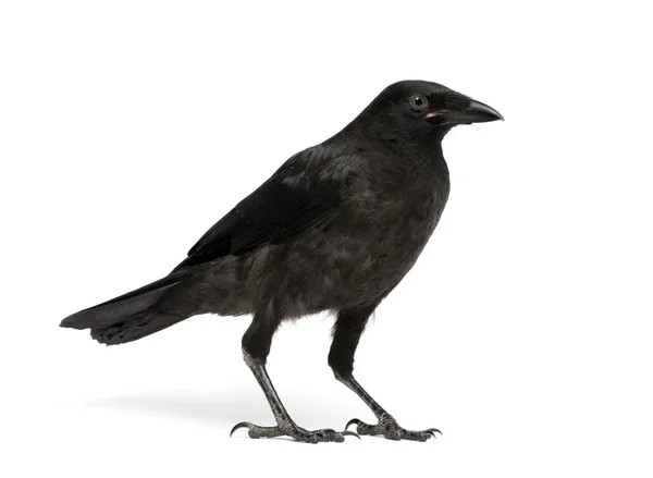 Młody Carrion Crow - Corvus corone (3 miesiące) — Zdjęcie stockowe