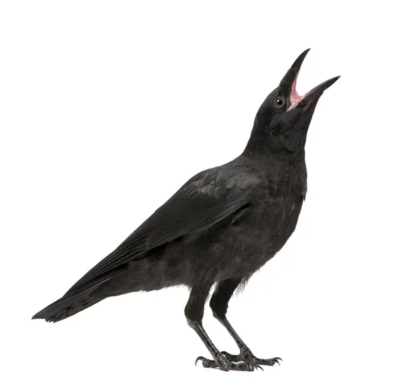 Jonge zwarte kraai - Corvus corone (3 maanden) — Stockfoto