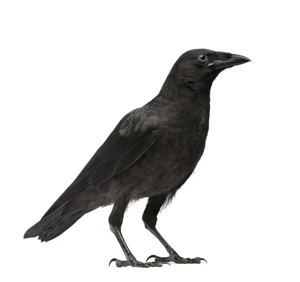 Mladá vrána - Corvus corone (3 měsíce) — Stock fotografie