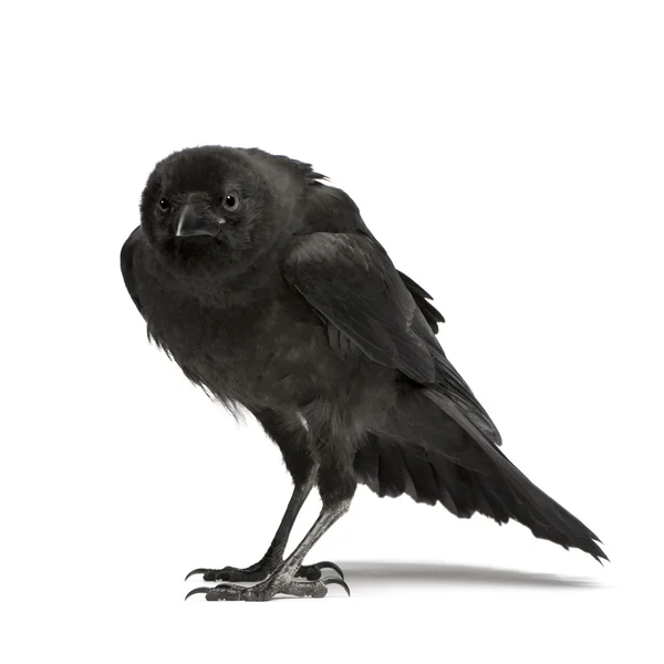 Mladá vrána - Corvus corone (3 měsíce) — Stock fotografie