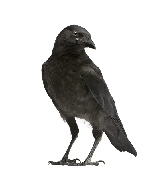 Young Carrion Crow - Corvus corone (3 months) — Stock Photo, Image