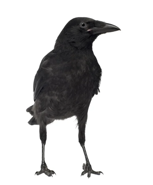 Junge Aaskrähe - Corvus corone (3 Monate)) — Stockfoto