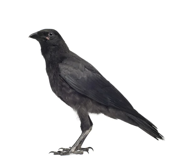 Young Carrion Crow Corvus Corone (3 เดือน ) — ภาพถ่ายสต็อก