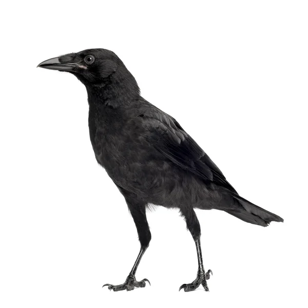Jeune corbeau charognard - Corvus corone (3 mois ) — Photo