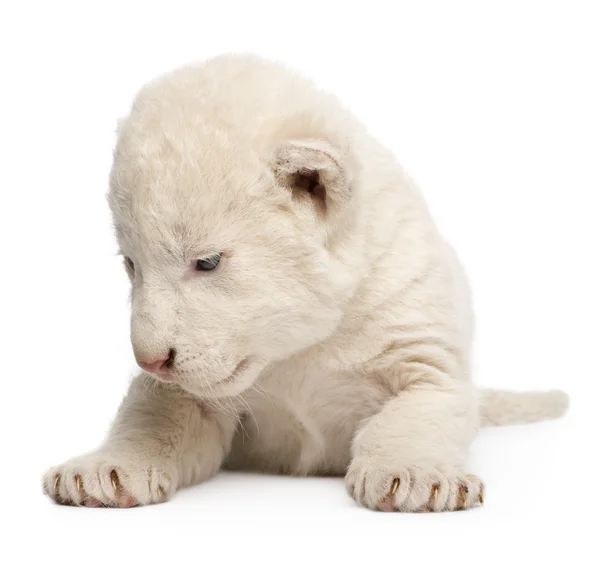 Beyaz Aslan yavrusu (1 hafta) — Stok fotoğraf