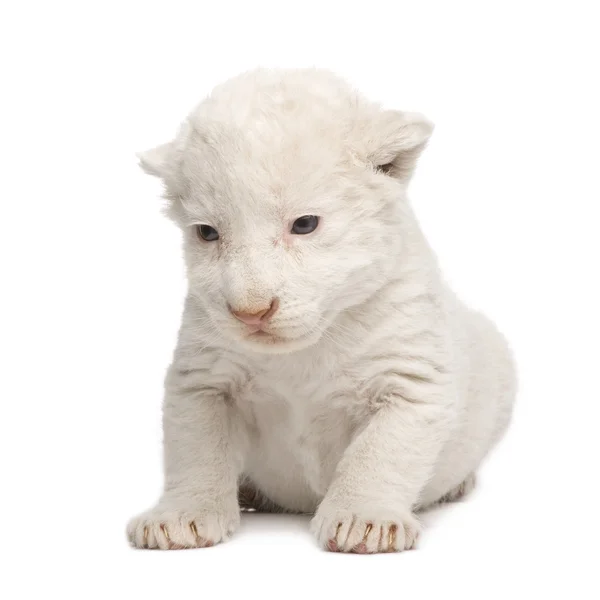 White Lion Cub (1 vecka) — Stockfoto