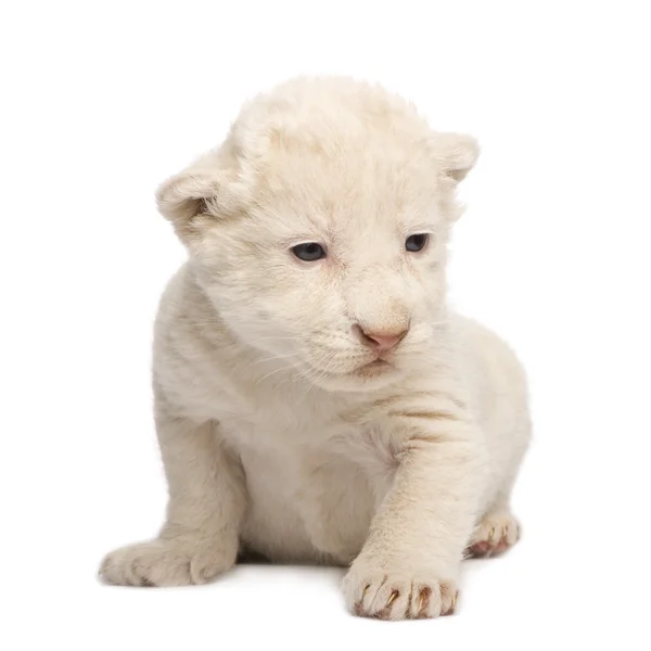 白狮子幼崽 (1 周) — 图库照片