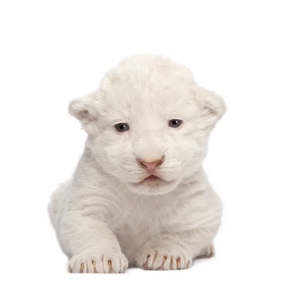 白狮子幼崽 (1 周) — 图库照片