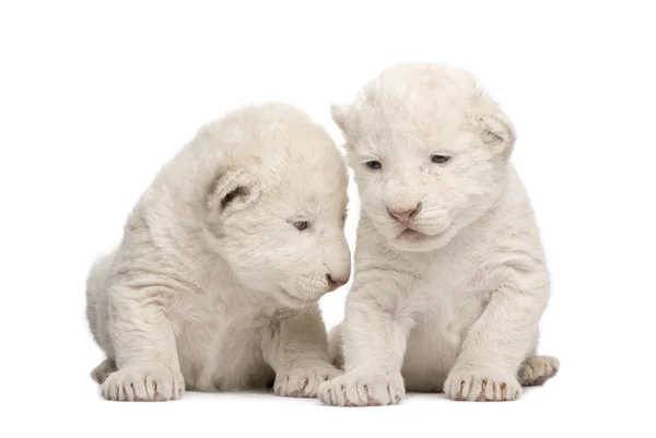 Cachorro león blanco (1 semana ) — Foto de Stock