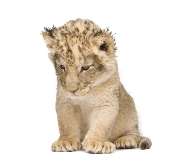 Filhote de leão (6 semanas ) — Fotografia de Stock