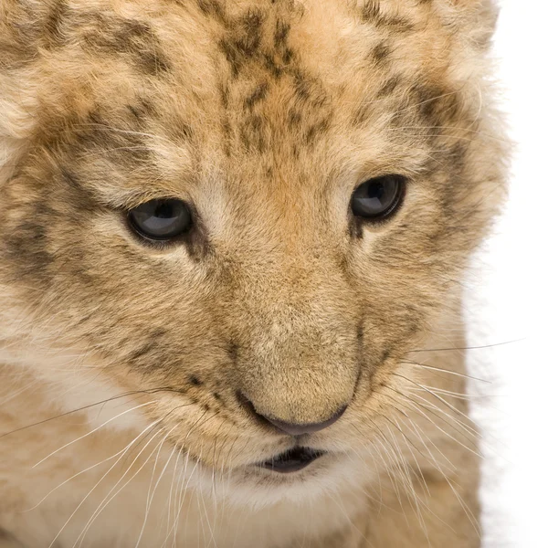 stock image Lion Cub (6 weeks)