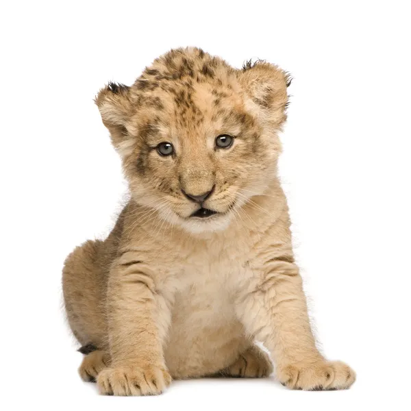 Lion Cub (6 weken) — Stockfoto