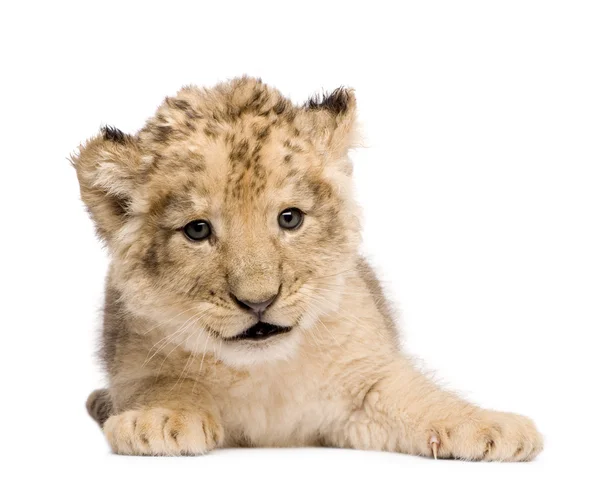 Filhote de leão (6 semanas ) — Fotografia de Stock
