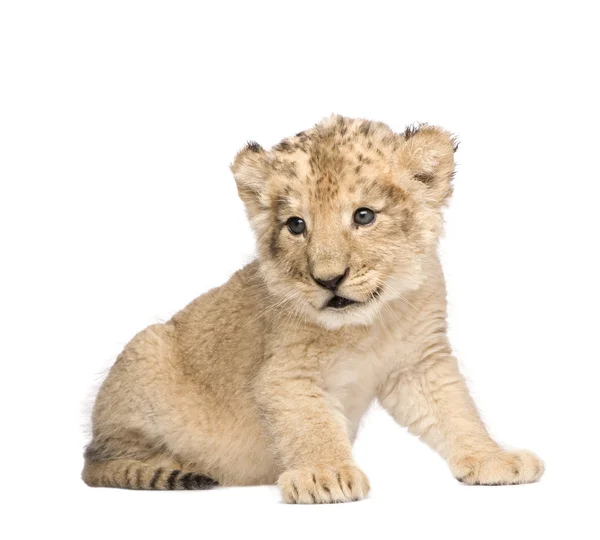 Löwenbaby (6 Wochen)) — Stockfoto