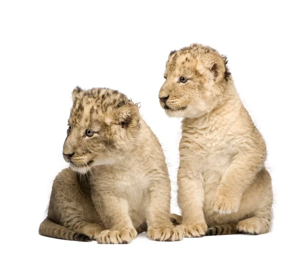 Lion Cub (6 veckor) — Stockfoto