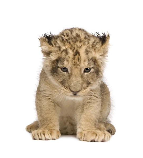 Lion Cub (6 hét) — Stock Fotó