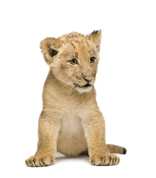 Filhote de leão (8 semanas ) — Fotografia de Stock