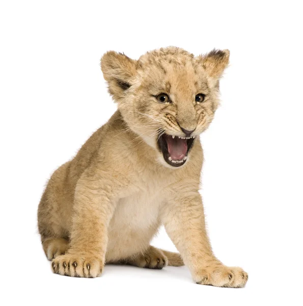 Lion Cub (8 semaines ) — Photo
