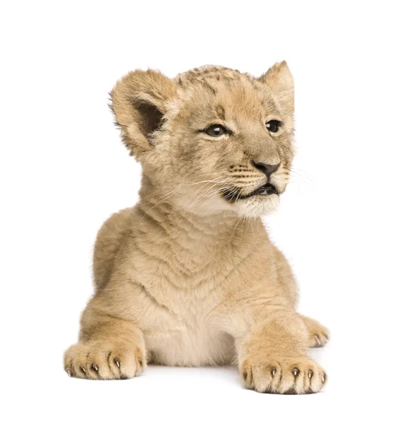 Löwenbaby (8 Wochen)) — Stockfoto