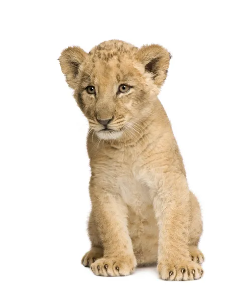 Lion Cub (8 weeks) — Stock Photo, Image