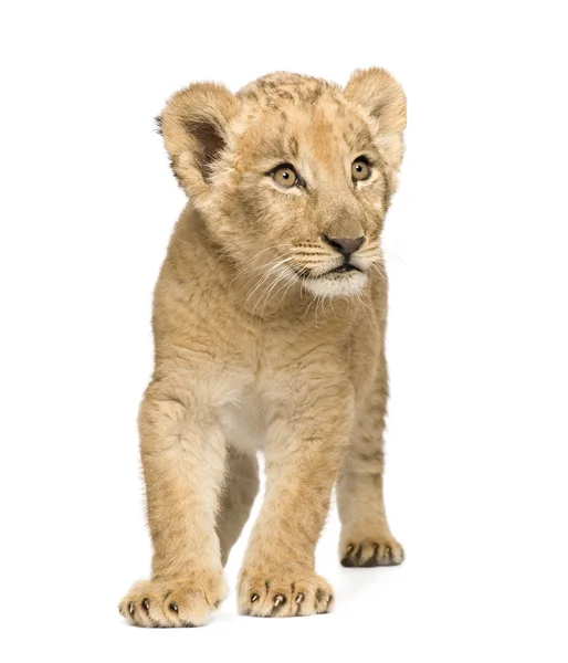 Löwenbaby (8 Wochen)) — Stockfoto