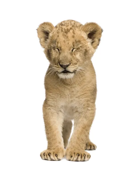 Lion Cub (8 weken) — Stockfoto