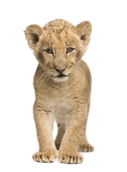 Lion Cub (8 hét) — Stock Fotó