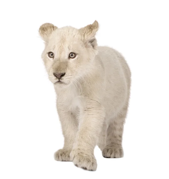 White Lion Cub (12 weken) — Stockfoto
