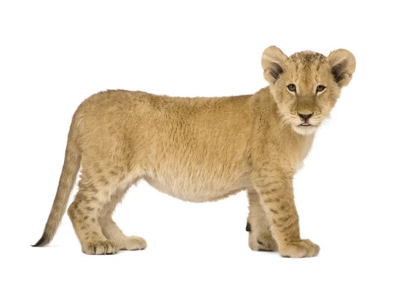 Lion Cub (4 месяца ) — стоковое фото