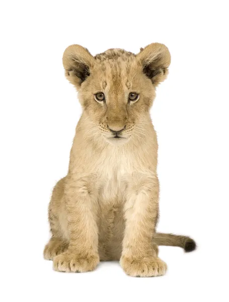 Filhote de Leão (4 meses ) — Fotografia de Stock