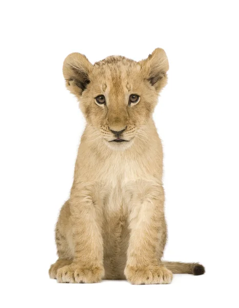 Löwenbaby (4 Monate)) — Stockfoto