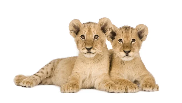 Lion Cub (4 hónap) — Stock Fotó