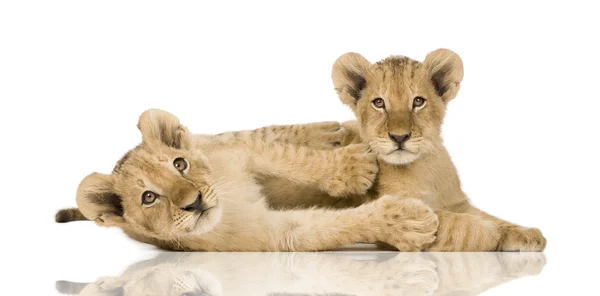 Lion Cub (4 months) — Stock Photo, Image