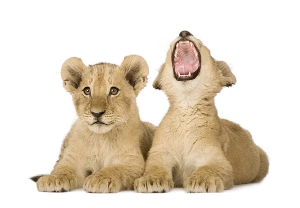 Lion Cub (4 maanden) — Stockfoto