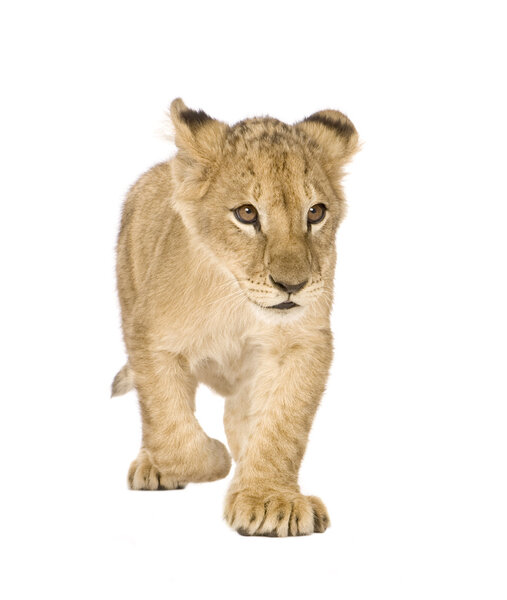 Lion Cub (4 months)