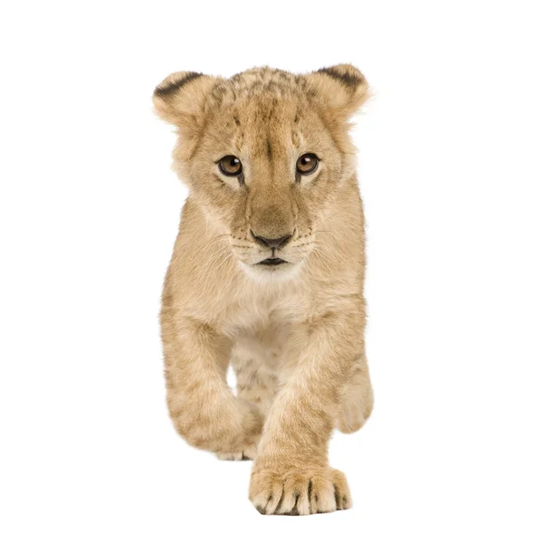 Lion Cub (4 mois ) — Photo