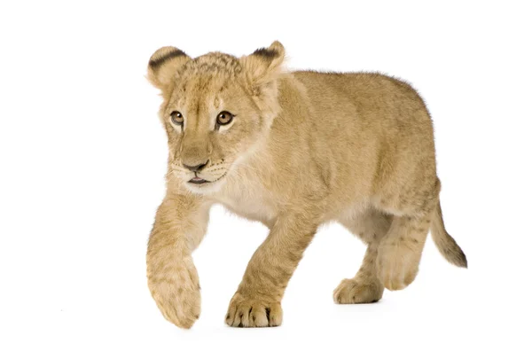 Lion Cub (4 månader) — Stockfoto