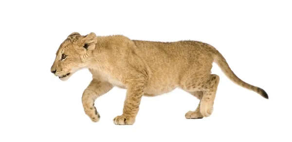 Løveunge (4 måneder ) – stockfoto
