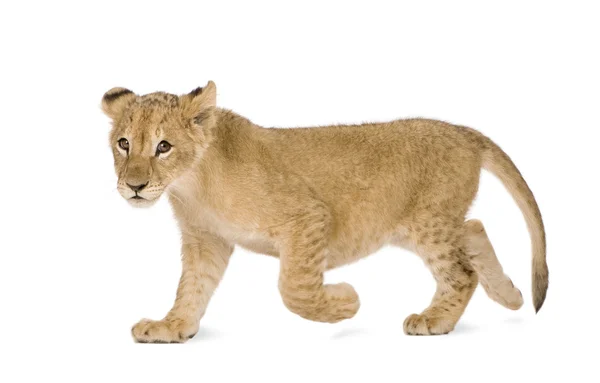 Lion Cub (4 månader) — Stockfoto